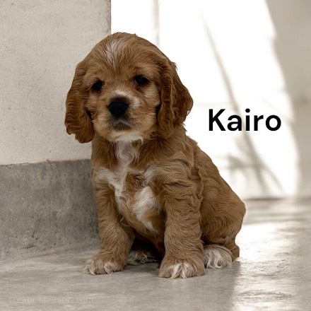 puppy, for, sale, Cocker Spaniel, Joe & Cherri  Overlease, dog, breeder, Miller, MO, dog-breeder, puppy-for-sale, forsale, nearby, find, puppyfind, locator, puppylocator, aca